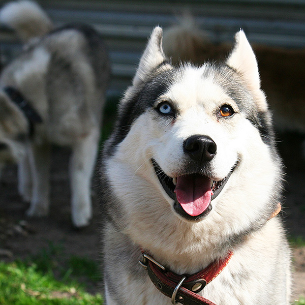 Heterochromia Causes And Types Kent WA Benson/Kent Vision Source